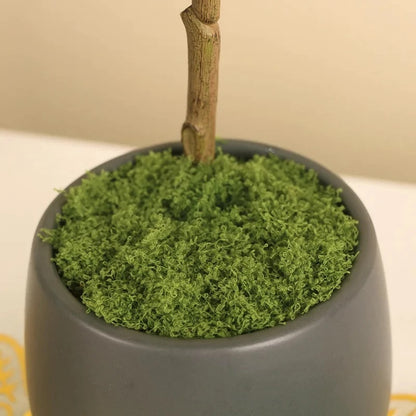LUMUT ABADI ARTIFICIAL / MOSS DRIED / LUMUT AWETAN / DEKORASI MOSS / EKORASI LUMUT KERING / LUMUT BUATAN