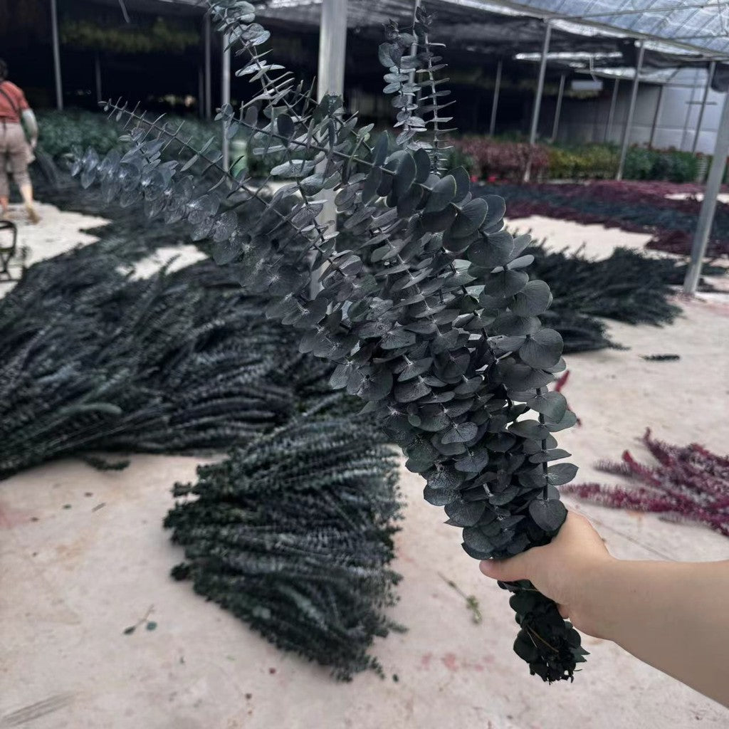 DAUN EUCALYPTUS Kering Import Natural Bunga Kering YOJALI