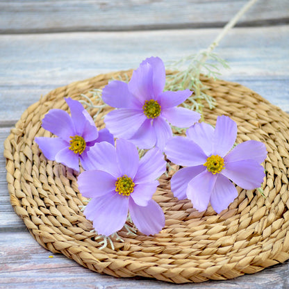 Bunga COSMOS GESANG 60cm Artificial /Bunga Plastik Artificial / Bunga Dekorasi Hias